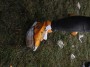 Thumbs/tn_Zwarte cross 2017 026.jpg